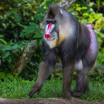 Mandrill Monkey